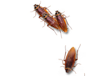 Cockroaches