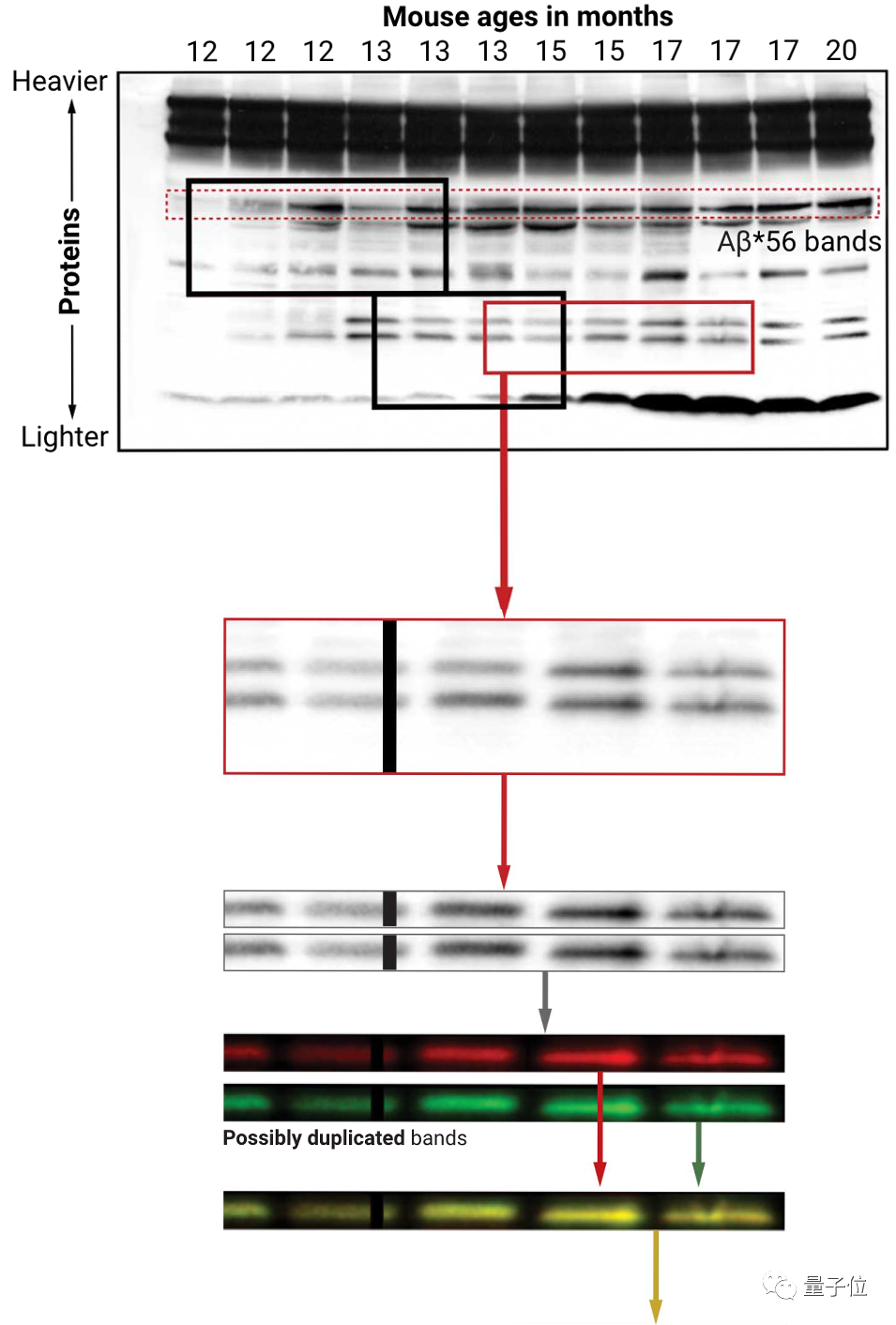 开山之作造假!Science 大曝 Nature 重磅论文学术不端,恐误导全球 16 年